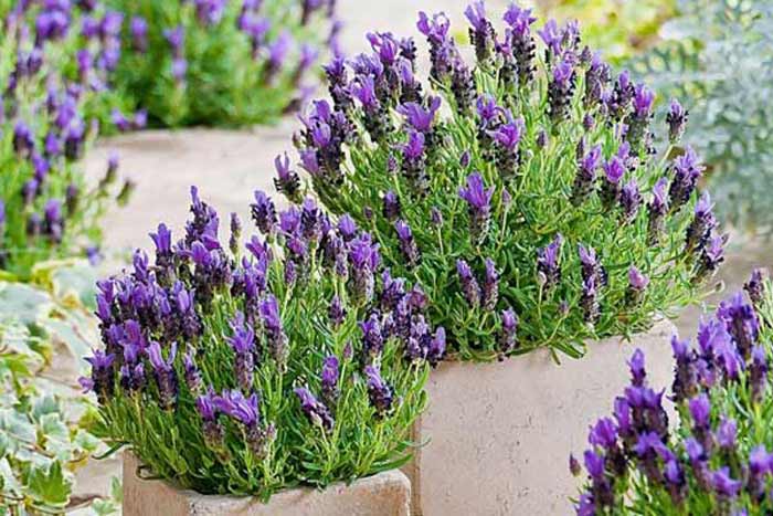 В Киеве высадили тысячи цветов лаванды