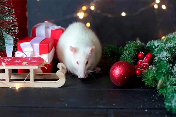 Як правильно зустрічати Новий рік 2020