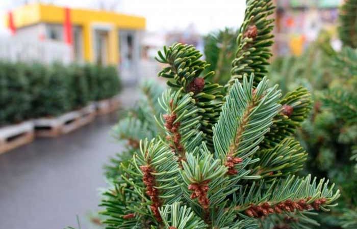 В Киеве работает почти сотня елочных ярмарок