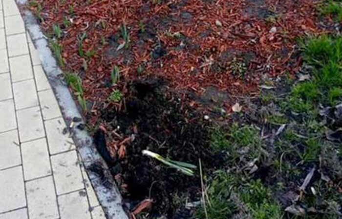 В Киеве около метро Дарница похитили тюльпаны