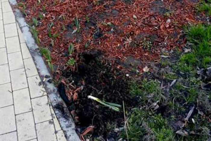 В Киеве около метро Дарница похитили тюльпаны