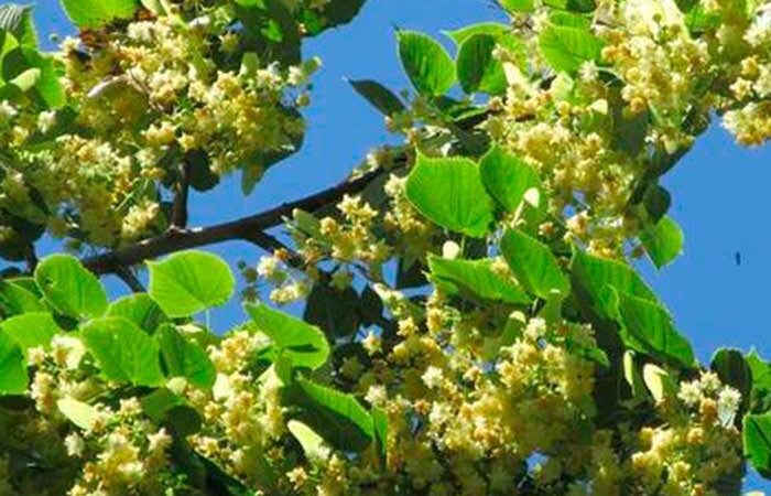 В Киеве Святошинський район украсили липами