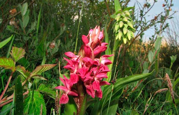 На Киевщине нашли редкую орхидею