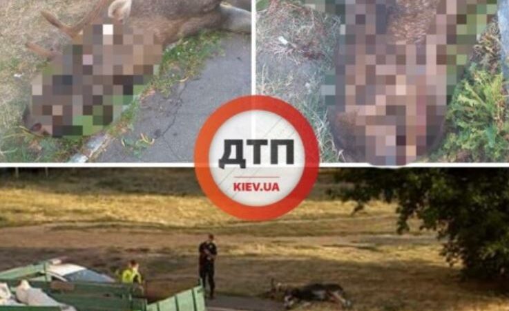 В Киеве убили лося, который жил в Голосеевском районе