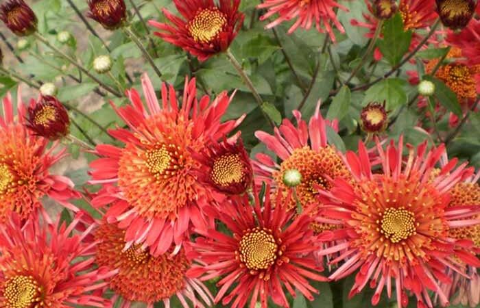 Київські селекціонери вивели 10 нових сортів садових хризантем