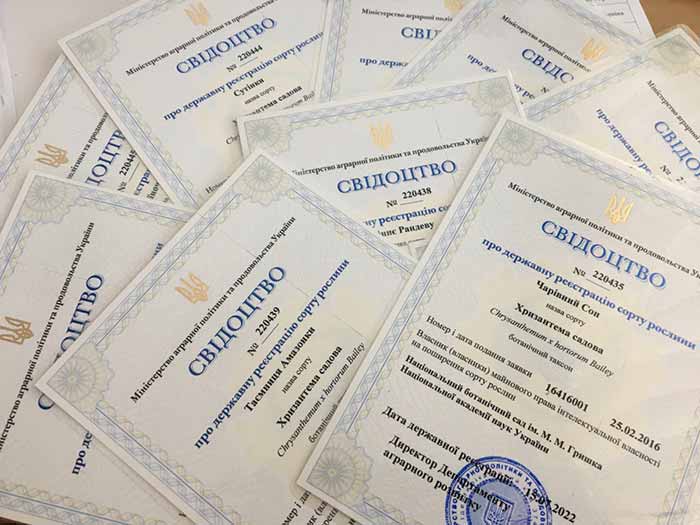 Київські селекціонери вивели 10 нових сортів садових хризантем