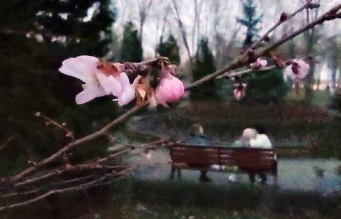 У Києві через аномальне тепло зацвіли сакури