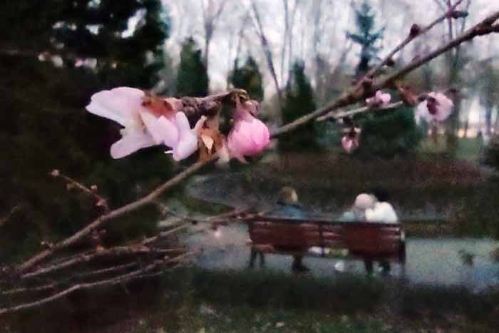 У Києві через аномальне тепло зацвіли сакури