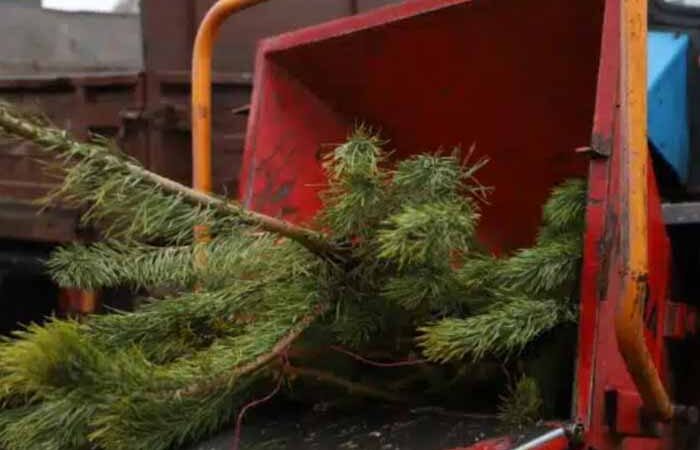 У Києві відкриваються пункти утилізації ялинок