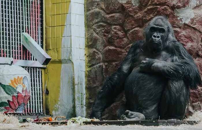 Як зимує горила Тоні у Київському зоопарку (ФОТО)