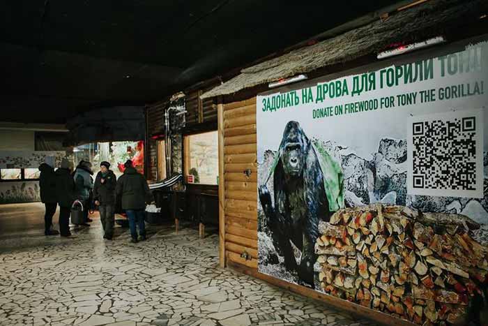 Як зимує горила Тоні у Київському зоопарку (ФОТО)
