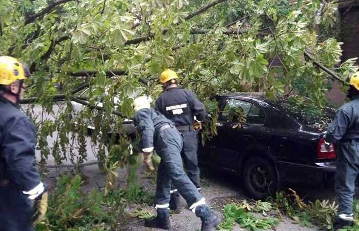 У Солом’янському районі столиці дерево впало на припарковані автомобілі