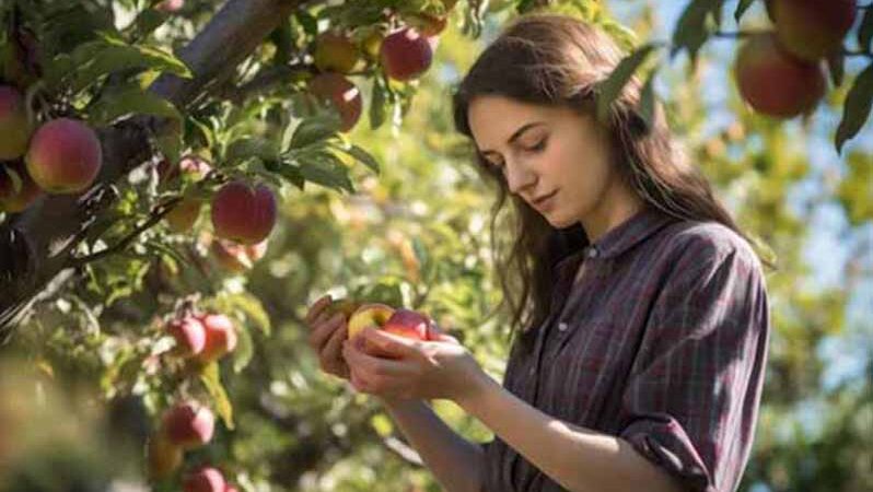 Несподівані властивості серцевини яблук