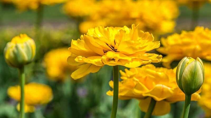 Як покращити зовнішність за допомогою календули: експерти розкрили хитрощі, про які багато хто не знає