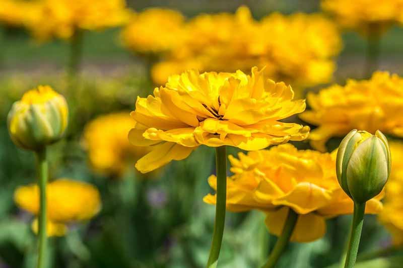 Як покращити зовнішність за допомогою календули: експерти розкрили хитрощі, про які багато хто не знає