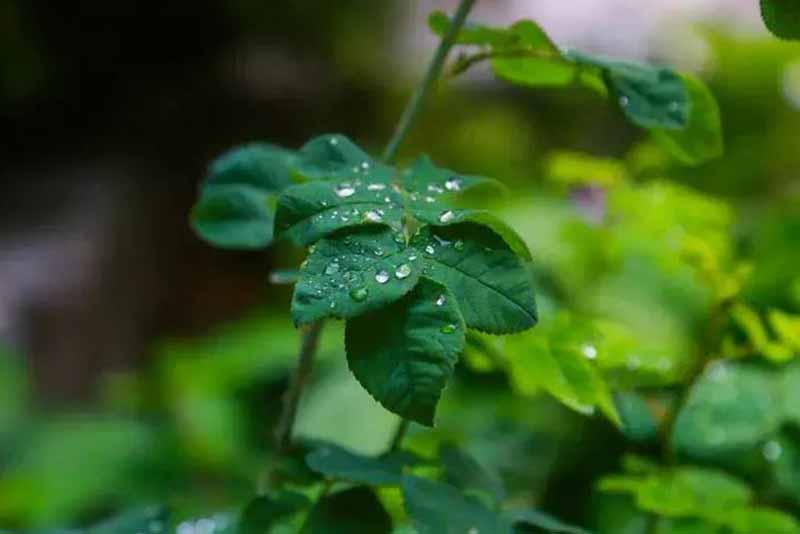 Яку рослину можна тримати у своєму будинку для очищення повітря: покращиться сон та самопочуття