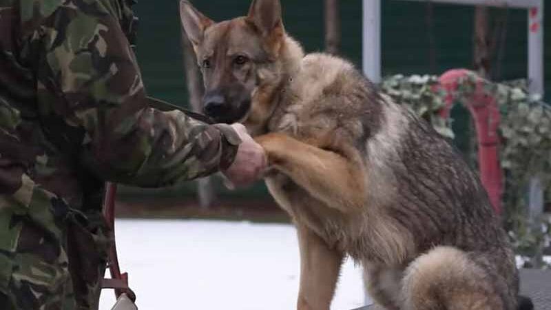 На Київщині у колишній резиденції Януковича тренують собак для ЗСУ