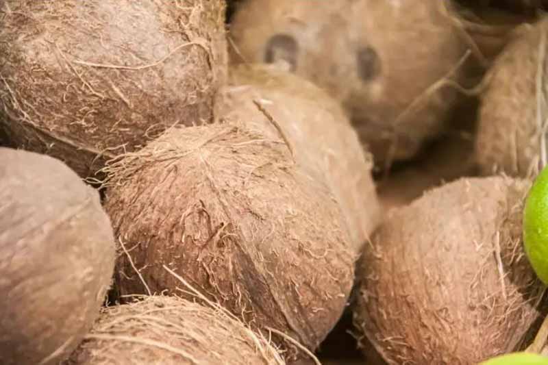 Чому варто звернути увагу на кокосове масло: експерти назвали 3 переваги продукту
