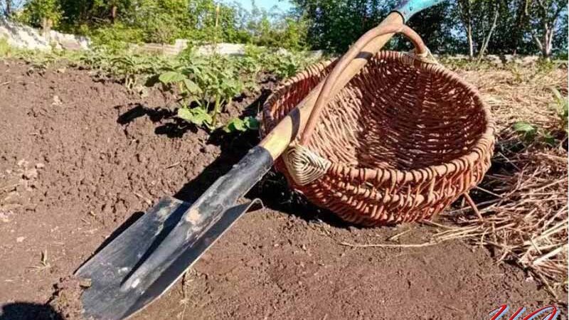 Чи можна у спеку працювати на городі: поради, які допоможуть зберегти здоров’я