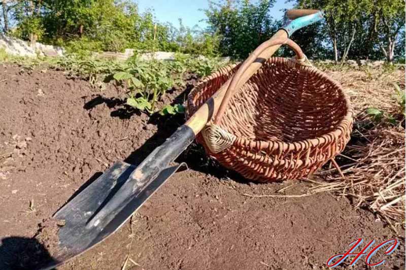 Чи можна у спеку працювати на городі: поради, які допоможуть зберегти здоров’я