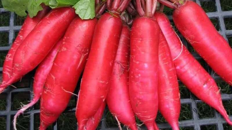 Чому варто включити в раціон дайкон: експерти розкрили корисні властивості продукту