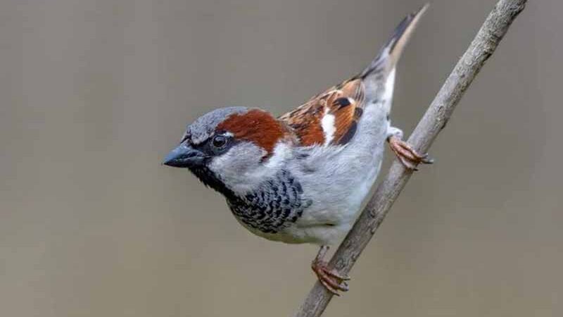 У Києві майже зникли горобці