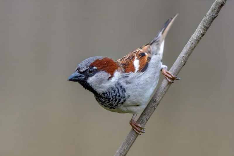 У Києві майже зникли горобці
