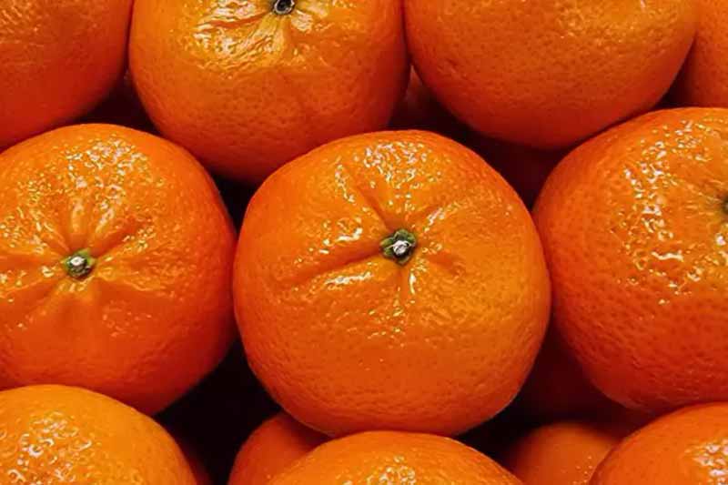 Не допускайте цієї небезпечної помилки при вживанні мандаринів вранці: важливе нагадування перед Новим роком