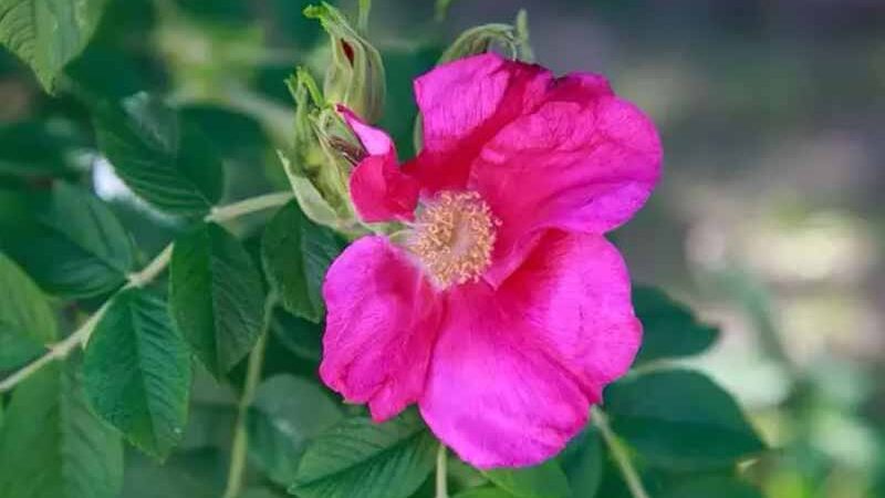 Секрет напою довголіття: як заварювати шипшину, щоб не вбити його користь з першої хвилини