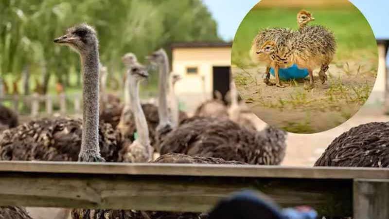 Діти точно будуть у захваті: Екскурсія на найбільшу в Україні страусину ферму під Києвом