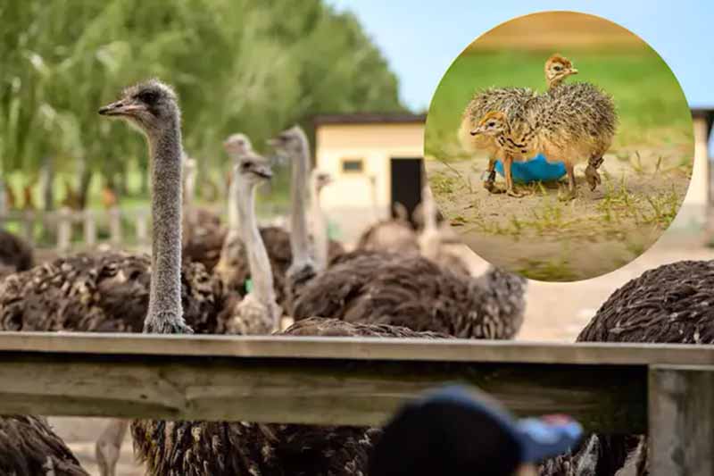 Діти точно будуть у захваті: Екскурсія на найбільшу в Україні страусину ферму під Києвом