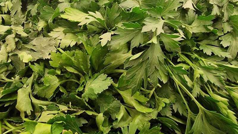 Чому петрушка потужніша за вітамінні комплекси: який мікроелемент у її складі омолоджує судини за 2 тижні