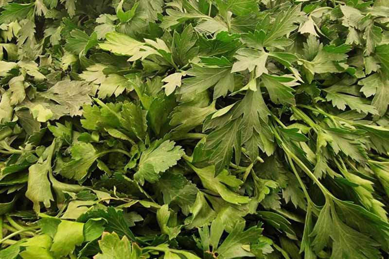 Чому петрушка потужніша за вітамінні комплекси: який мікроелемент у її складі омолоджує судини за 2 тижні