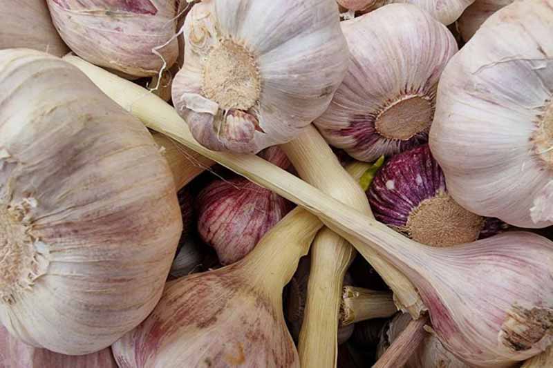 Чому не можна зберігати часник у холодильнику: забута хитрість